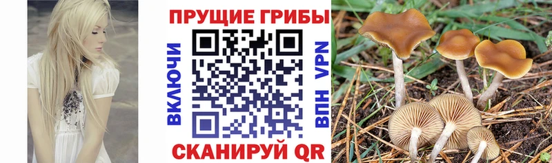 Купить  Фурманов  Псилоцибиновые грибы MAGIC MUSHROOMS 